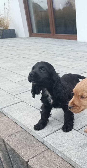 Cocker spaniel Czarny Piesek do odbioru! Video