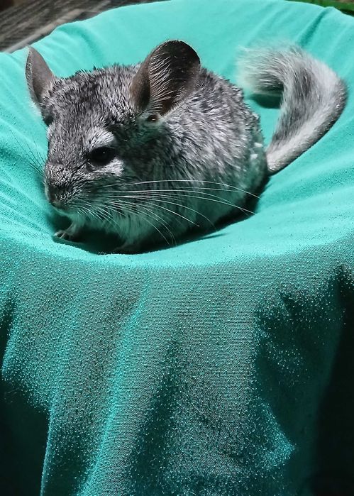 Шиншил,  домашня тваринка.