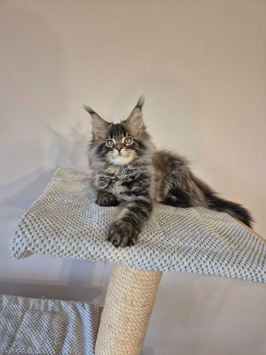 Sprzedam dymnego kocura Maine coon