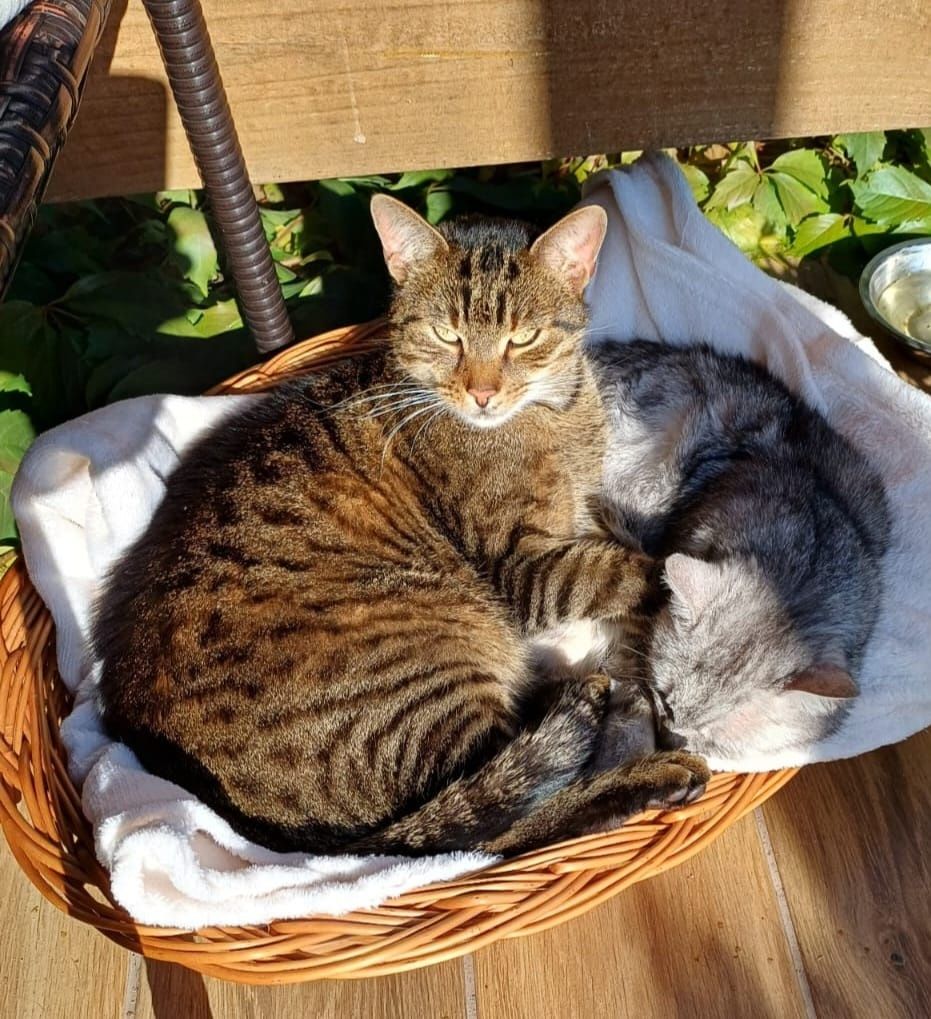 Kot kotek kotka do adopcji