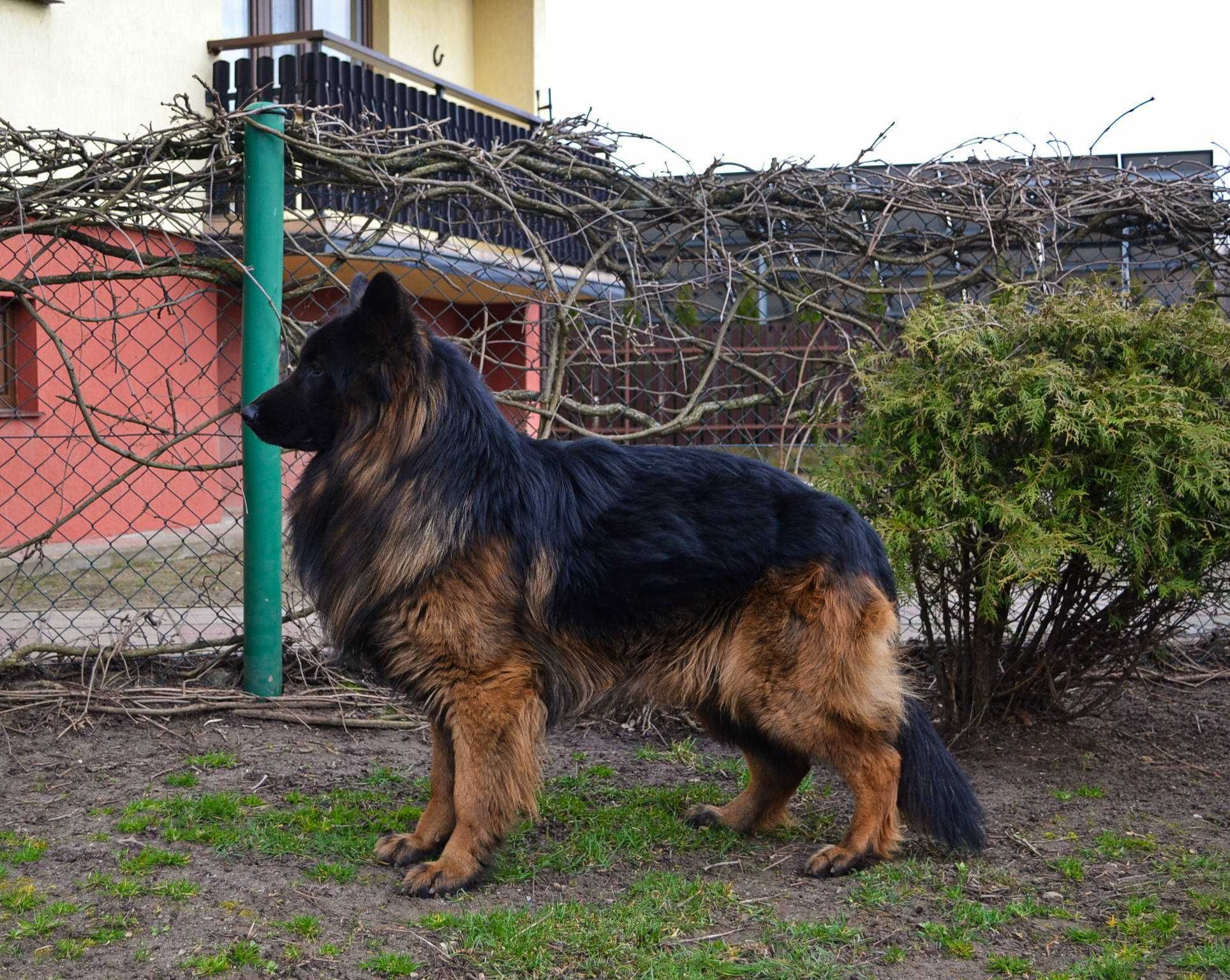 Owczarek Niemiecki Długowłosy pies duży szczeniak