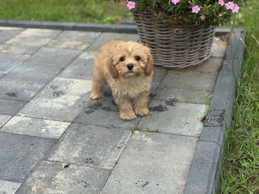Cavapoo - piesek ;)