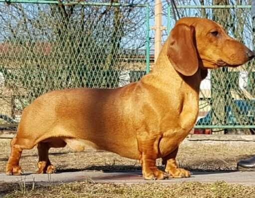 Jamnik standardowy krótkowłose szczenię szczeniaki FCI