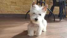 West Highland white terrier. piękny. Super charakter.