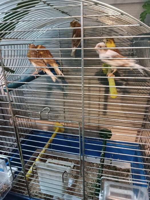 Kanarki miniatura hiszpańska