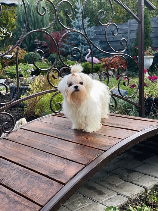 Міні хлопчик мальтезе