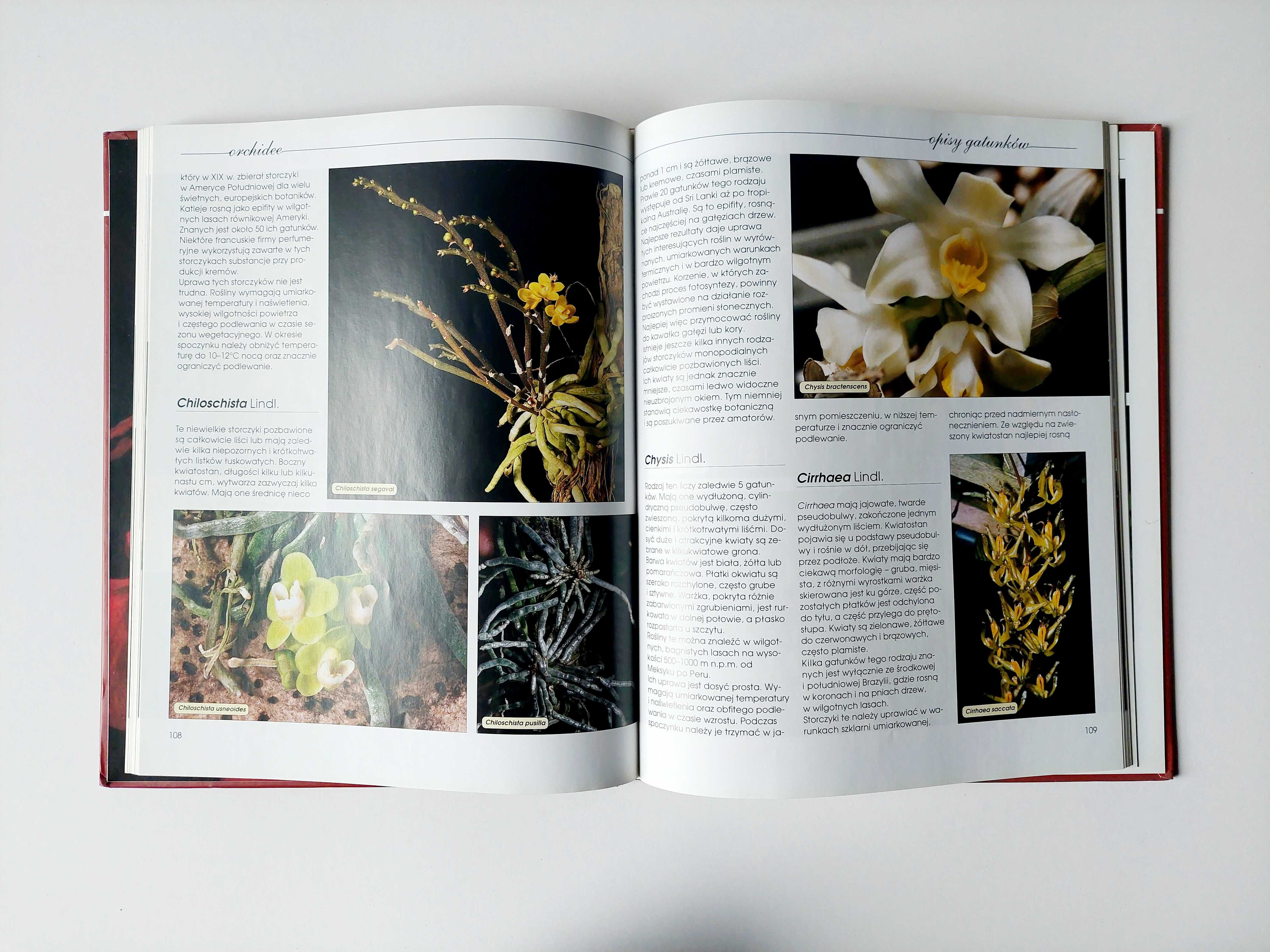 ORCHIDEE — amatorska uprawa storczyków