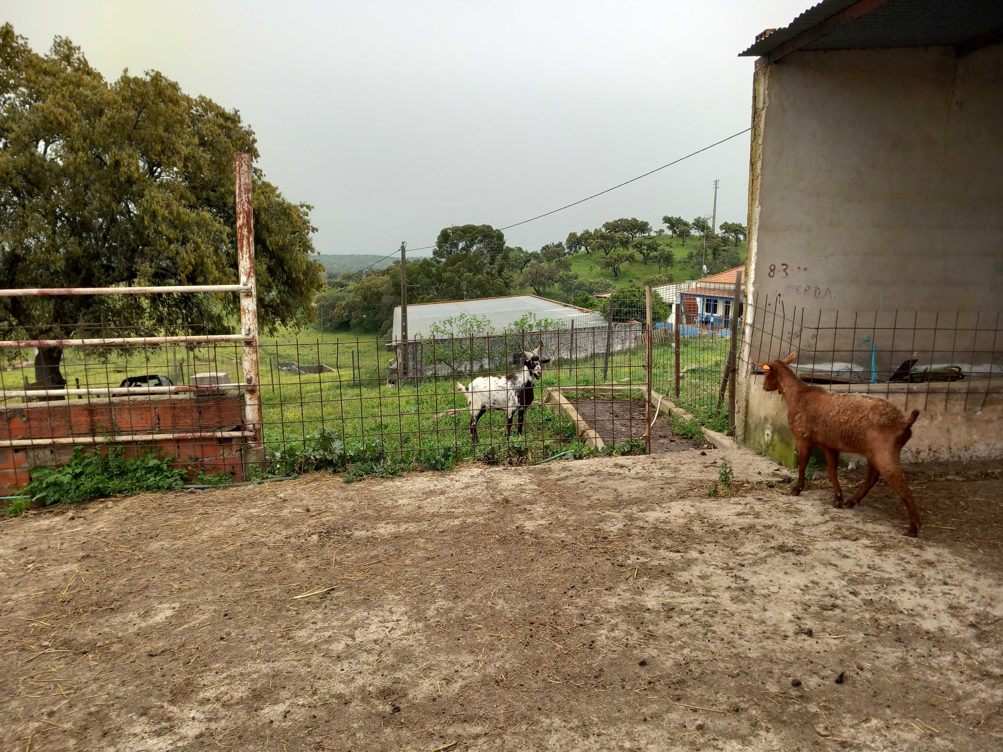 Cabras Algarvias