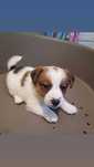 Vendo Jack russel Terrier com Pedigree Macho