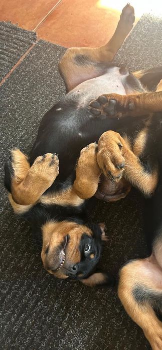 Rottweiler suczka szczenię FCI