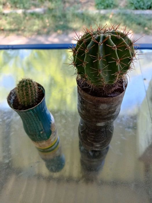 Кактус кімнатний цвітущий