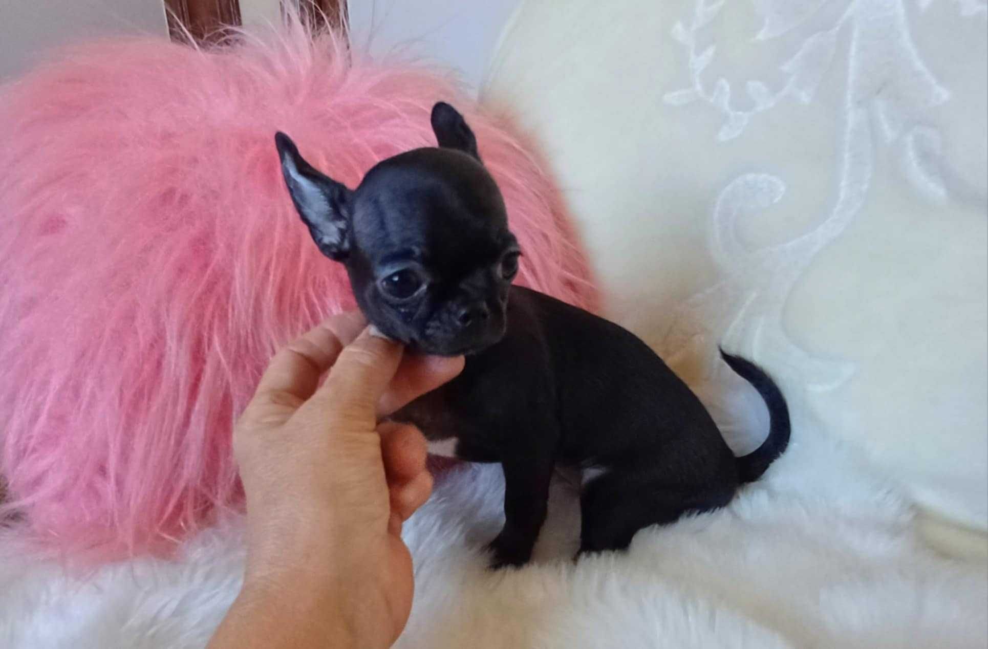 Chihuahua przepiękna trzymiesięczna dziewczynka