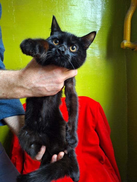 Черный кастрированный  котёнок мальчик ищет дом! Котята в хорошие руки