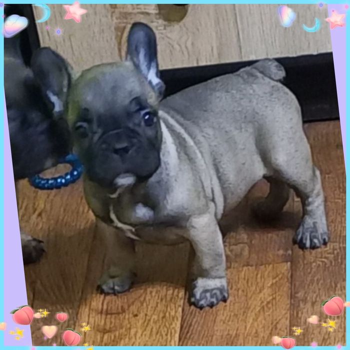 Чарівний красень