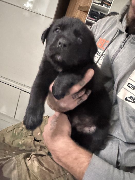 Do oddania szczeniaki labradora