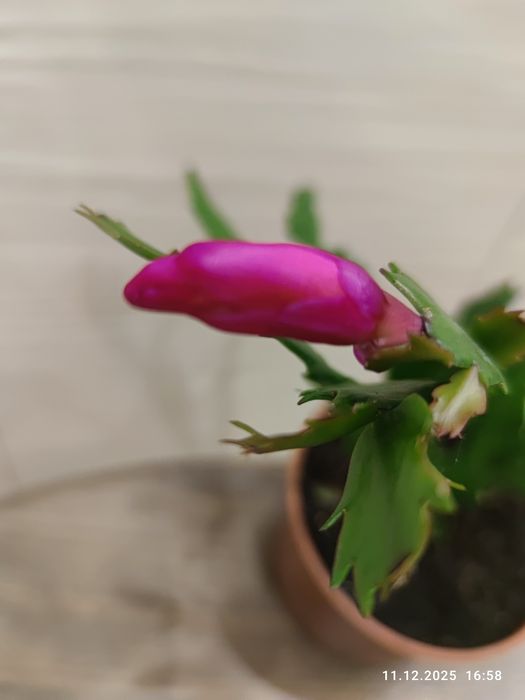 Różowy grudnia z kwiatem