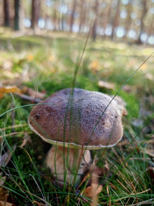 Suszone borowiki 500g