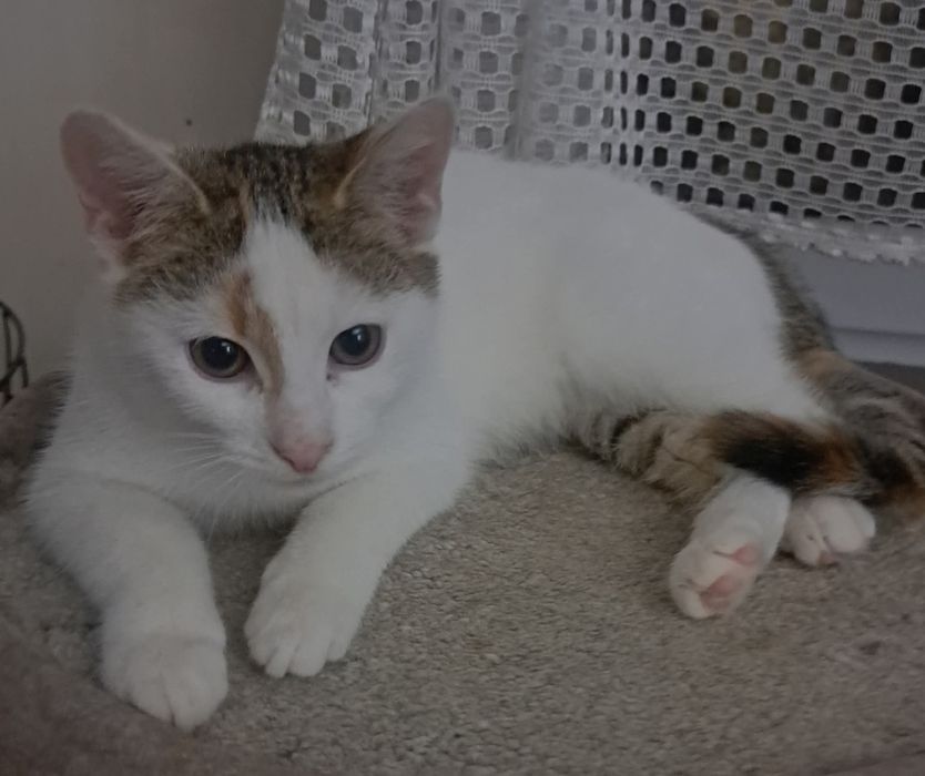 Koteczka Rysia czeka na dom