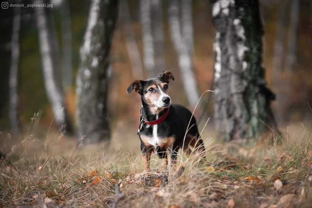 CHILLI - malutka sunia zapomniana przez cały świat :(