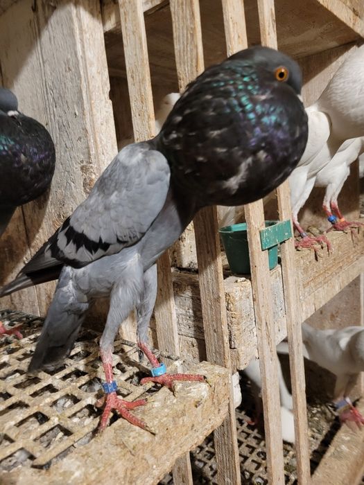 Brneńskie garłacze