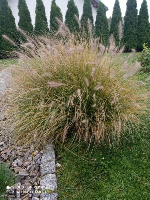 Rozplenica japońska wys.60cm