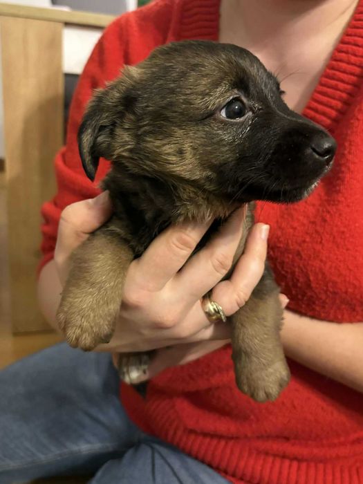 Pieski za darmo Kalisz małe