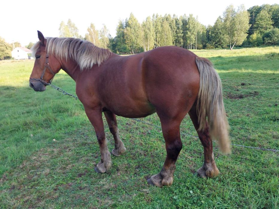 Sprzedam klacz zimnokrwistą