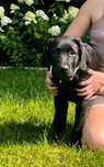 Labrador Retriever ZKwP FCI Czarny 5 Miesiący Gotowy na zmiane domku