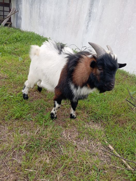 Vendo casal de cabras Anãs