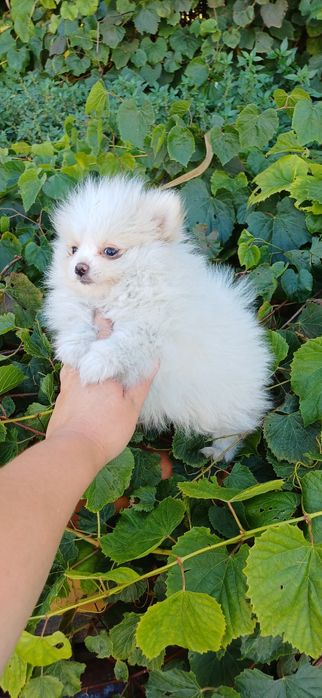 Lulu da Pomerânia fêmea muito pequenina