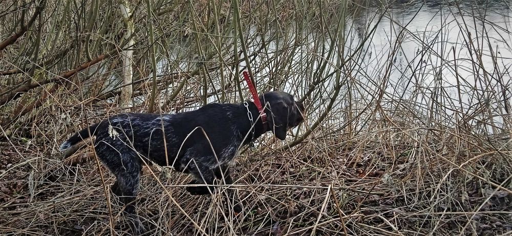 Wyżeł niemiecki szorstkowłosy