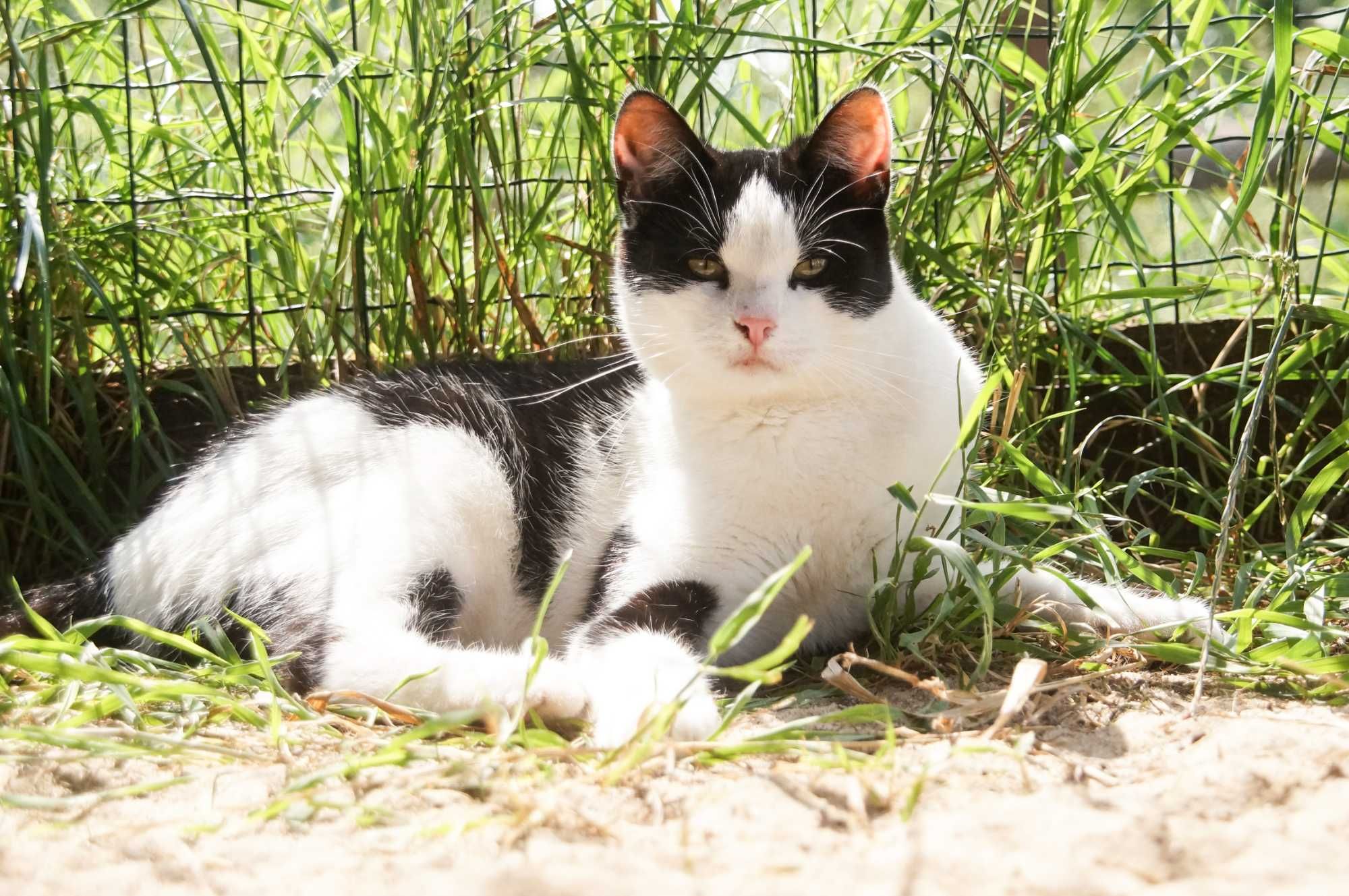 Czarno-biała kotka Reza poleca się do adopcji