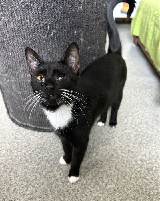 Ostoja mruczków kotka Zoja do adopcji