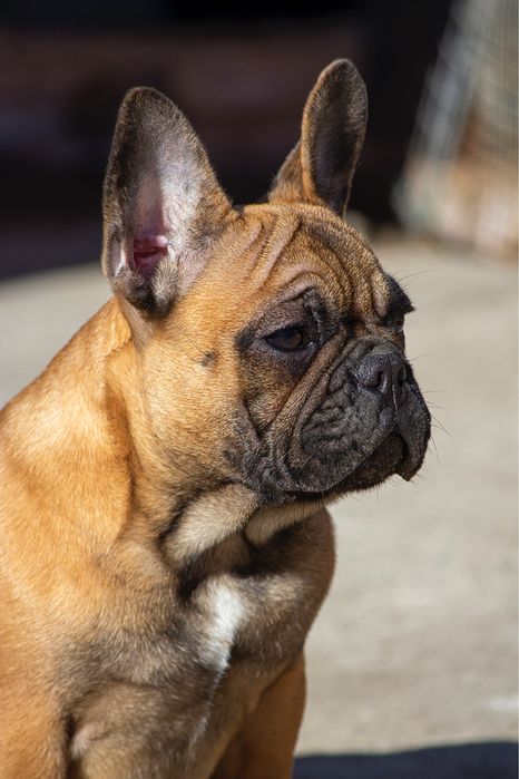 Супер!!! Французький бульдог, дівчинка, КСУ, 7 місяців