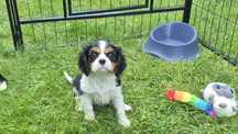 Sunia Cavalier King Charles Spaniel badania