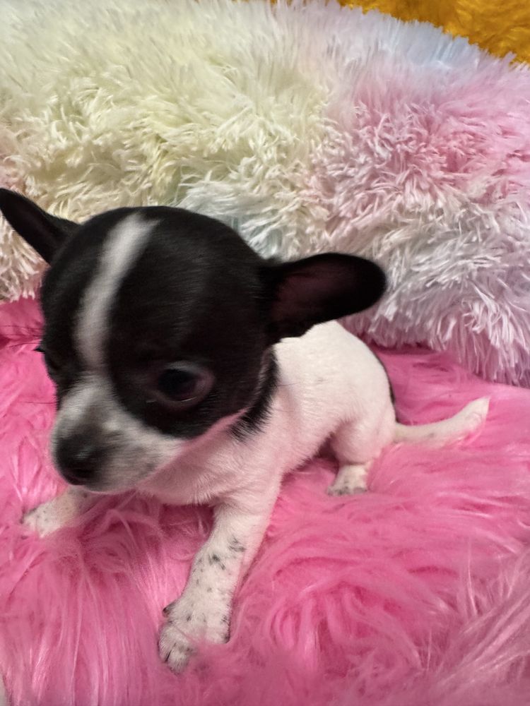 Chihuahua piesek