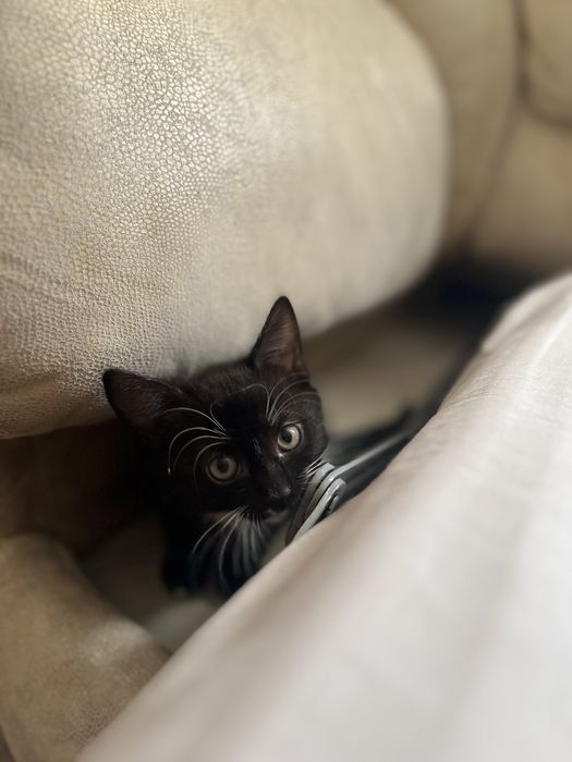 Котик, кошеня, киця, кітик, кицюня