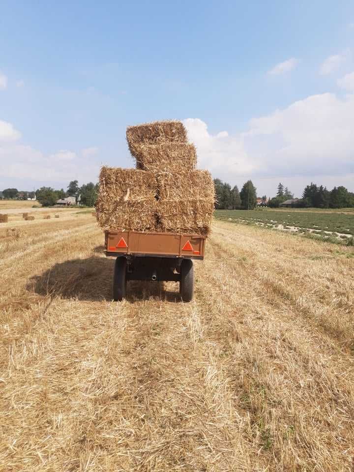 Słoma w małych belkach kostka pszenica