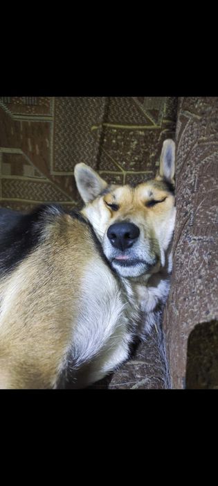 Пропав песик! Прошу повернути за винагороду!