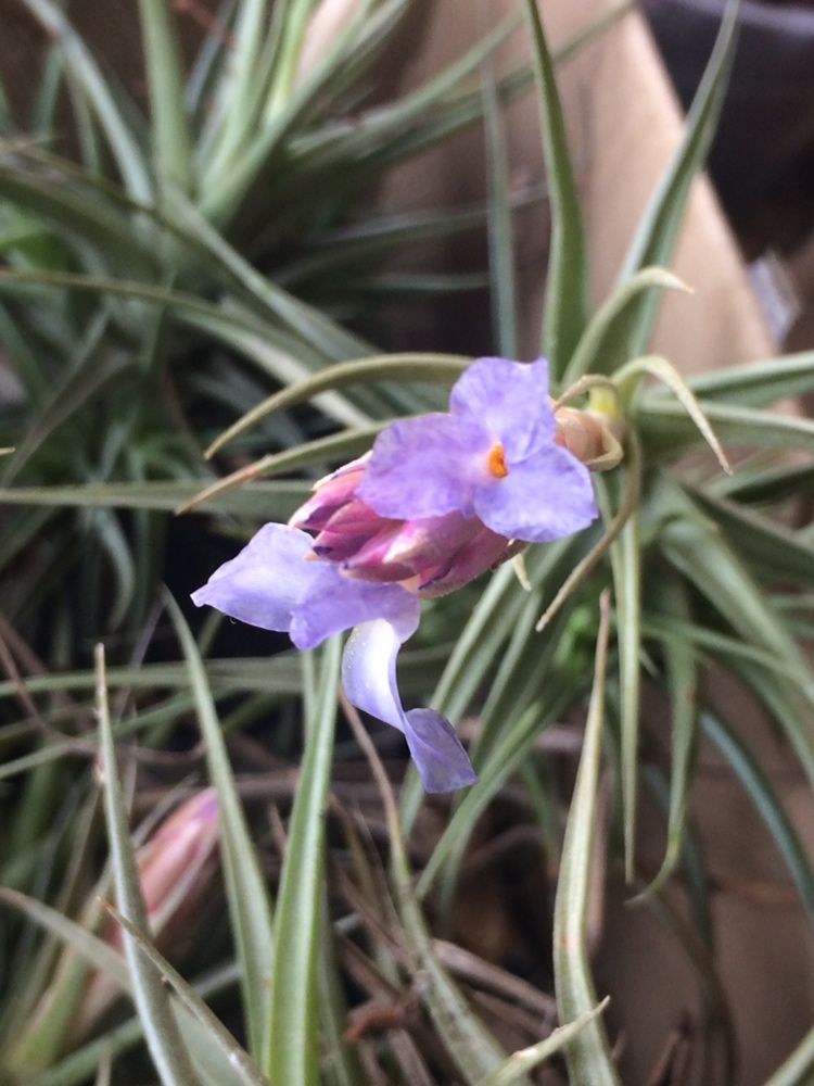 Plantas aéreas Tillandsia Bergeri (com ou sem flores)