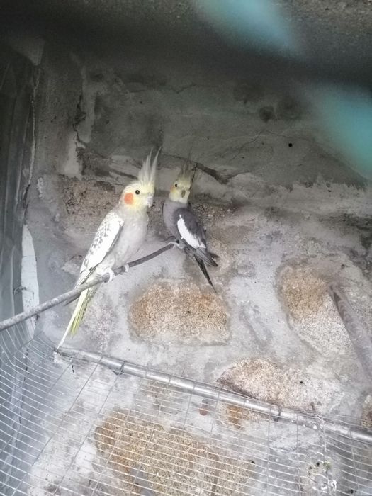 Casal caturras adultas