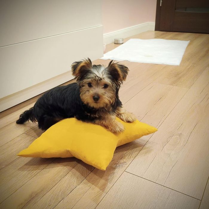 Energiczna suczka czeka na domek