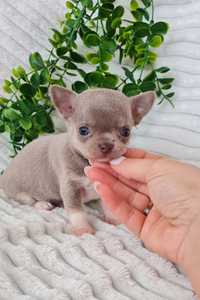 Excecional menino Mini mini Chihuahua / Chiuaua mini. Qua