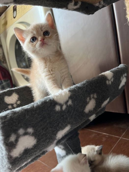 Котята британская золотая шиншила , блю поинт