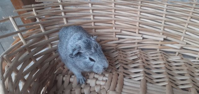 Świnka morska,cavia Silver agutti