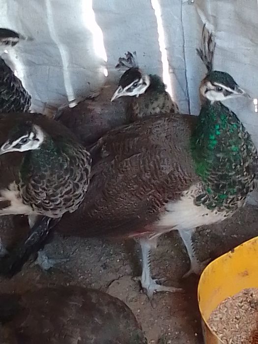 Sprzedam pawie niebieskie