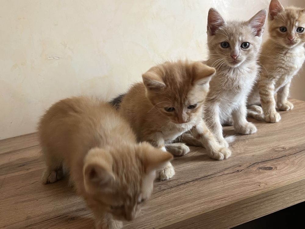 Віддам кошенят у добрі руки
