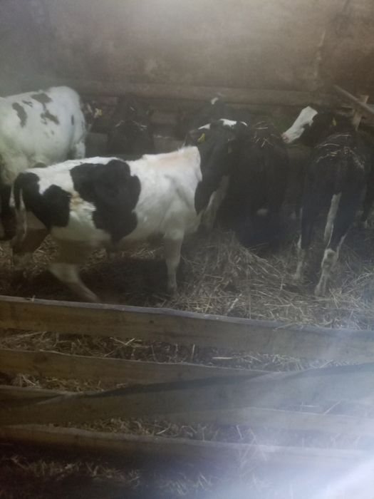 Sprzedam byczki 4 sztuki