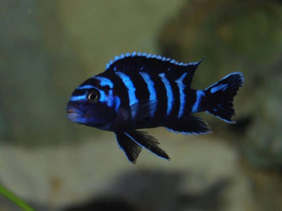 Demasoni pombo rocks