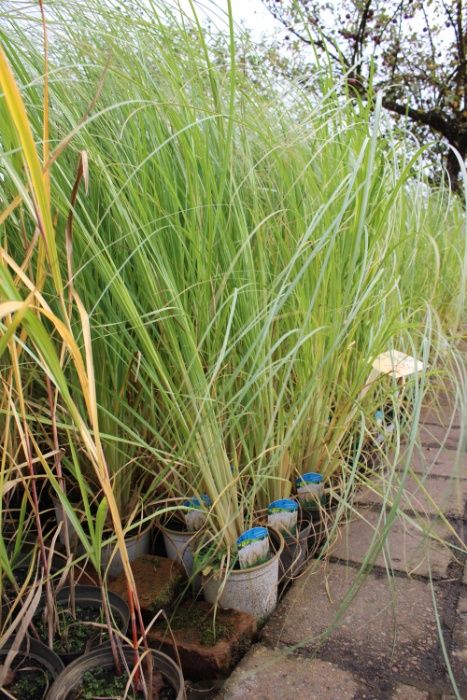 Trawa pampasowa w doniczce 0,5L WYSYŁKA